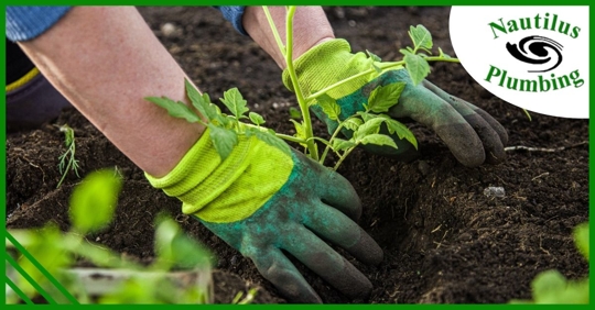 hands with gloves on planting plant
